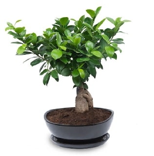 Ginseng bonsai ağacı özel ithal ürün  İstanbul Üsküdar internetten çiçek satışı 