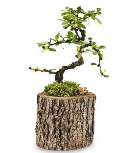 Doğal kütükte S bonsai ağacı  İstanbul Üsküdar çiçek satışı 