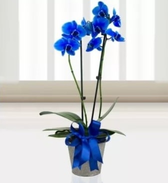 Çift dallı mavi orkide  İstanbul Üsküdar çiçek satışı 