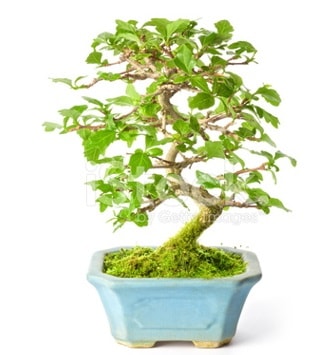 S zerkova bonsai kısa süreliğine  İstanbul Üsküdar İnternetten çiçek siparişi 