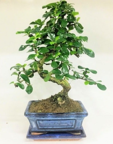 S Bonsai japon ağacı bitkisi  İstanbul Üsküdar uluslararası çiçek gönderme 