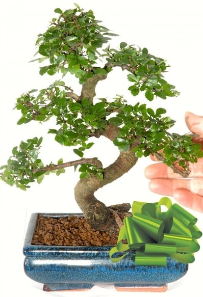 Yaklaşık 25 cm boyutlarında S bonsai  İstanbul Üsküdar çiçek siparişi sitesi 