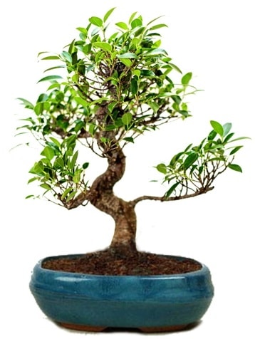 25 cm ile 30 cm aralığında Ficus S bonsai  İstanbul Üsküdar çiçek gönderme sitemiz güvenlidir 