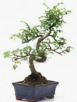 S gövde bonsai minyatür ağaç japon ağacı  İstanbul Üsküdar çiçek satışı 