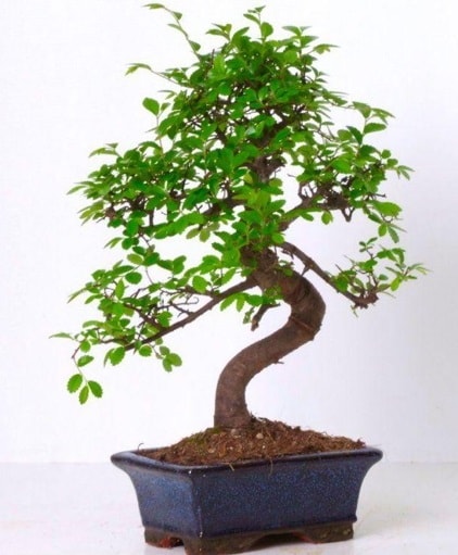 S gövdeli bonsai minyatür ağaç japon ağacı  İstanbul Üsküdar çiçek gönderme sitemiz güvenlidir 