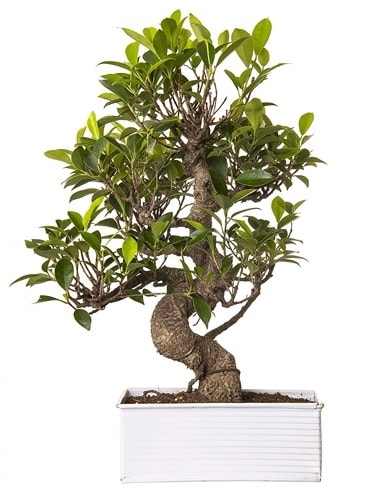 Exotic Green S Gövde 6 Year Ficus Bonsai  İstanbul Üsküdar çiçek gönderme sitemiz güvenlidir 