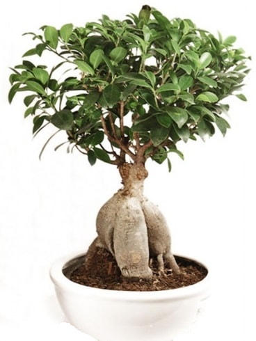 Ginseng bonsai japon ağacı ficus ginseng  İstanbul Üsküdar İnternetten çiçek siparişi 